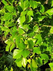 Rhoicissus rhomboidea