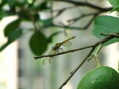 Potamarcha congener