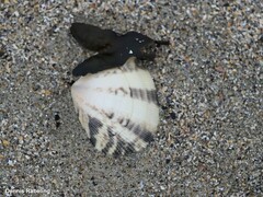 Ruditapes philippinarum