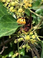 Vespa crabro
