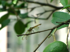 Potamarcha congener