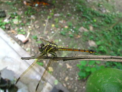 Potamarcha congener