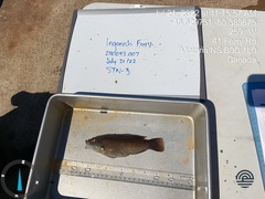 Tautogolabrus adspersus