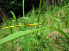 Ceriagrion coromandelianum