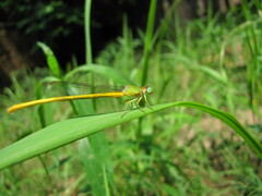 Ceriagrion coromandelianum