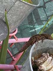 Anolis cristatellus