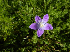 Campanula ramosissima