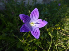 Campanula ramosissima
