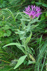 Centaurea uniflora