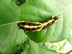 Lepidoptera