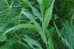 Centaurea uniflora