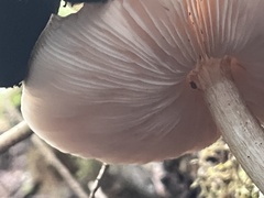 Pluteus exilis