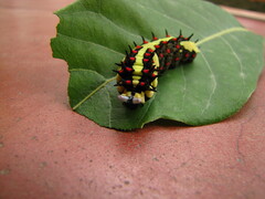 Lepidoptera