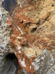 Trentepohlia