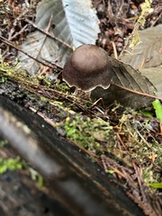 Pluteus exilis