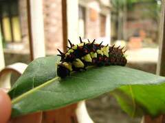 Lepidoptera