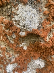 Trentepohlia