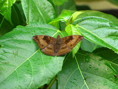 Euthalia aconthea