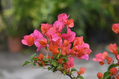 Bougainvillea spectabilis