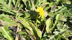 Taraxacum formosanum