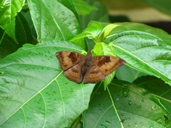 Euthalia aconthea