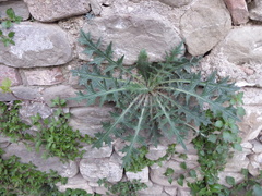 Cirsium vulgare