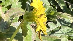 Taraxacum formosanum