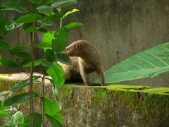Urva