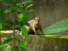 Urva