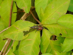 Idiella