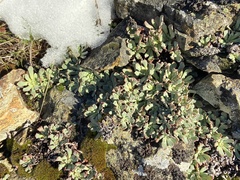 Sedum oblanceolatum