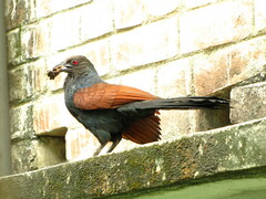 Centropus sinensis