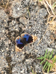 Junonia orithya wallacei