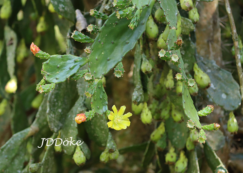 Brasiliopuntia brasiliensis