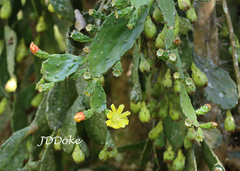 Brasiliopuntia brasiliensis