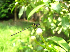 Onychargia atrocyana