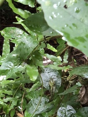 Nyctemera lacticinia