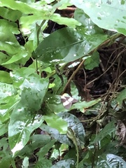 Nyctemera lacticinia