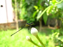 Onychargia atrocyana