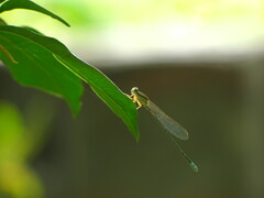 Pseudagrion