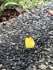 Eurema sari