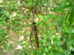 Brachythemis contaminata