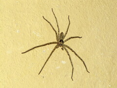 Heteropoda venatoria