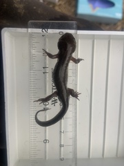 Ambystoma talpoideum