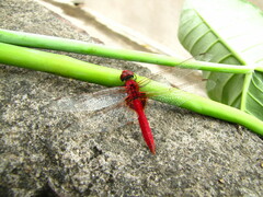 Urothemis signata