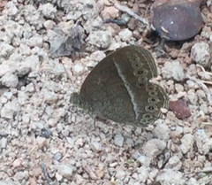 Mycalesis janardana