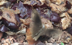 Mycalesis janardana