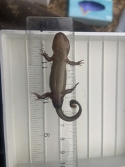 Ambystoma talpoideum