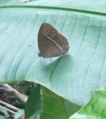 Mycalesis janardana