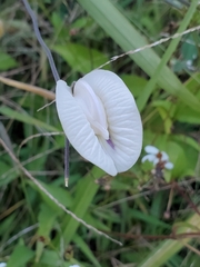 Centrosema pubescens